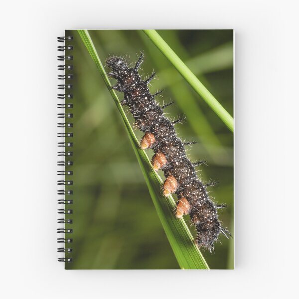 Item preview, Black Spiny Caterpillar — Macro Portrait on a Green Stem designed and sold by Rabee Khalil Photography.