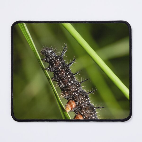 Item preview, Black Spiny Caterpillar — Macro Portrait on a Green Stem designed and sold by Rabee Khalil Photography.