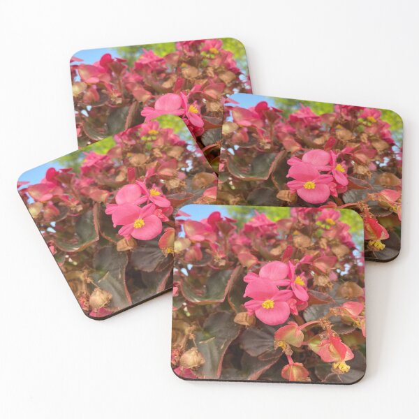 Item preview, Vibrant Pink Wax Begonias with Bronze Foliage designed and sold by BalkanBloom.