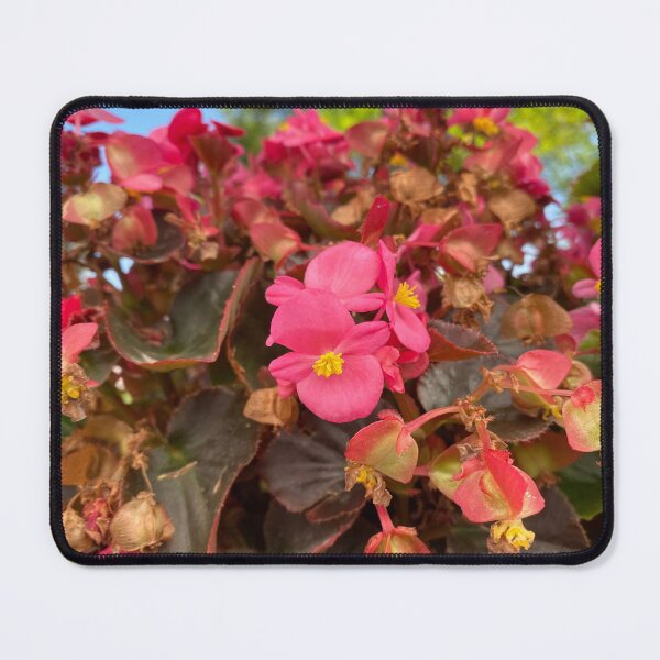 Item preview, Vibrant Pink Wax Begonias with Bronze Foliage designed and sold by BalkanBloom.