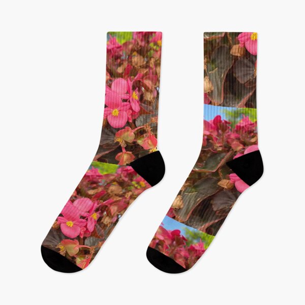 Item preview, Vibrant Pink Wax Begonias with Bronze Foliage designed and sold by BalkanBloom.