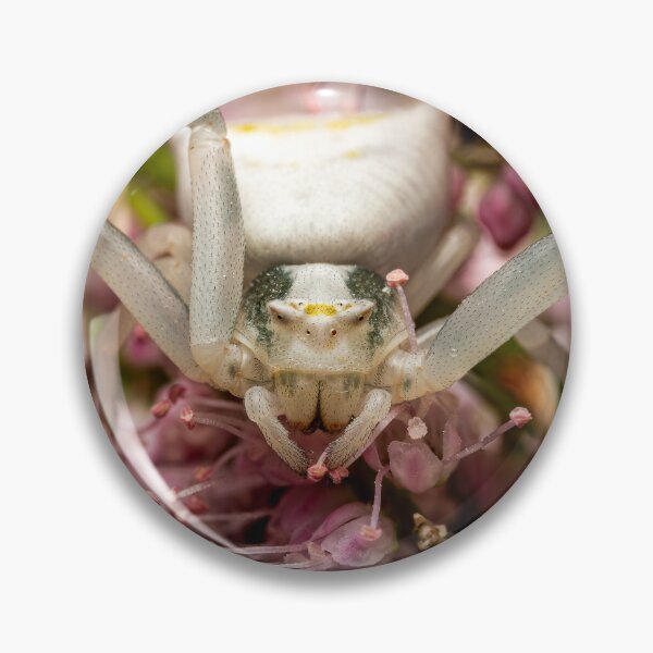 Item preview, Face to Face — White Crab Spider on Pink Flowers designed and sold by Rabee Khalil Photography.