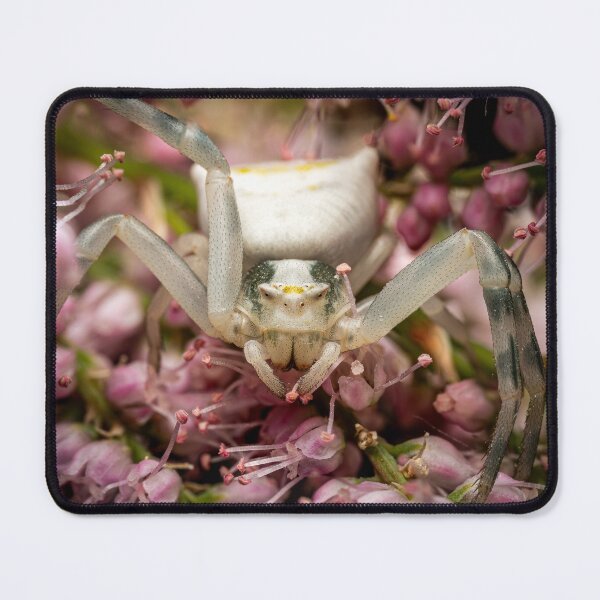 Item preview, Face to Face — White Crab Spider on Pink Flowers designed and sold by Rabee Khalil Photography.