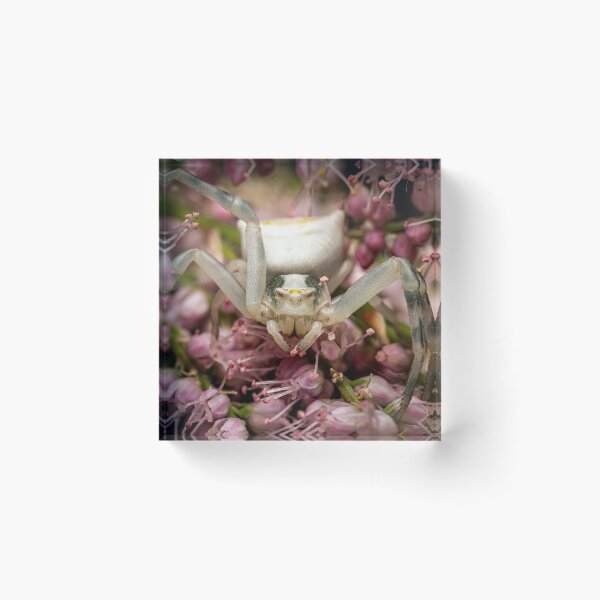 Item preview, Face to Face — White Crab Spider on Pink Flowers designed and sold by Rabee Khalil Photography.