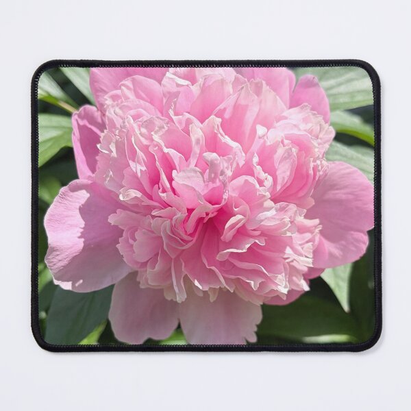 Item preview, Pink Peony 2 Photograph designed and sold by Shannon Greve.