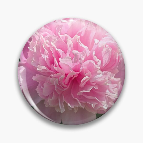 Item preview, Pink Peony 2 Photograph designed and sold by Shannon Greve.