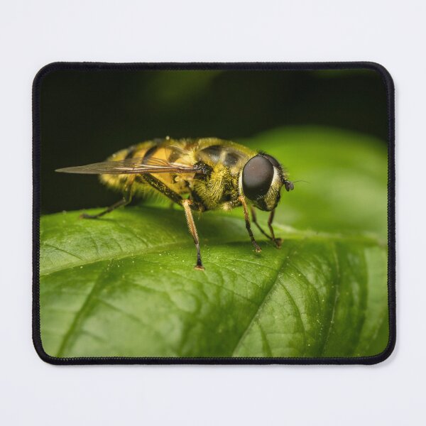 Item preview, Pollen-Covered Hoverfly — Macro Pollinator Portrait designed and sold by Rabee Khalil Photography.