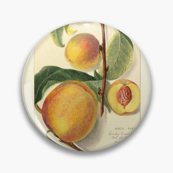 Item preview, Prunus Persica Peach Botanical Botanical Study designed and sold by Glimmersmith.