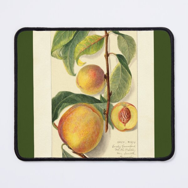 Item preview, Prunus Persica Peach Botanical Botanical Study designed and sold by Glimmersmith.