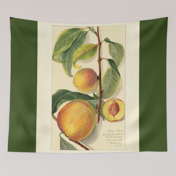 Item preview, Prunus Persica Peach Botanical Botanical Study designed and sold by Glimmersmith.