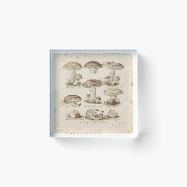 Item preview, Vintage Botanical Mushroom Scientific Illustration designed and sold by PictorialWhimsy.
