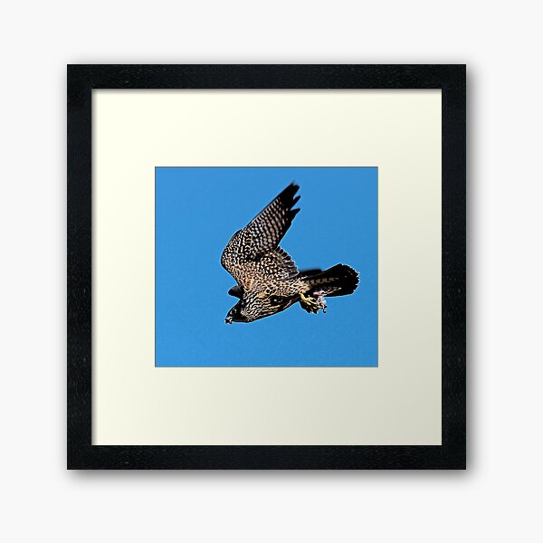 Peregrine Falcon Framed Art Print