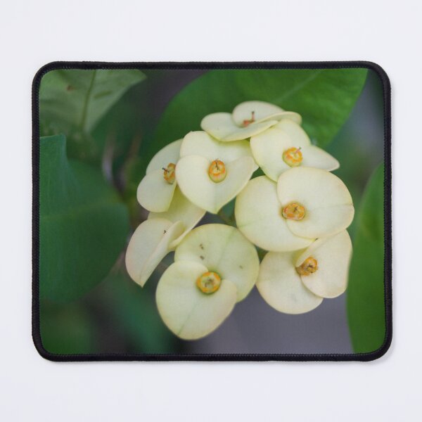 Item preview, Yellow Crown of Thorns designed and sold by ROSE ANN BANILAR.