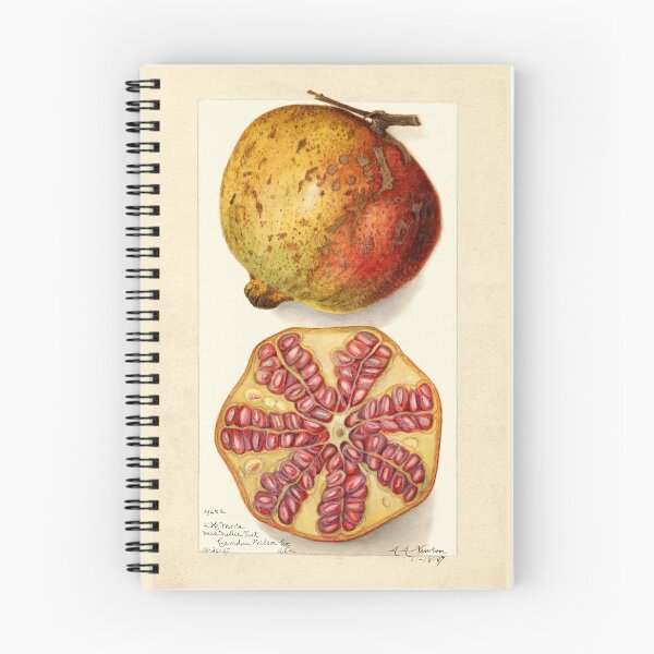 Item preview, Pomegranate Vintage Botanical Art 1907 designed and sold by Glimmersmith.