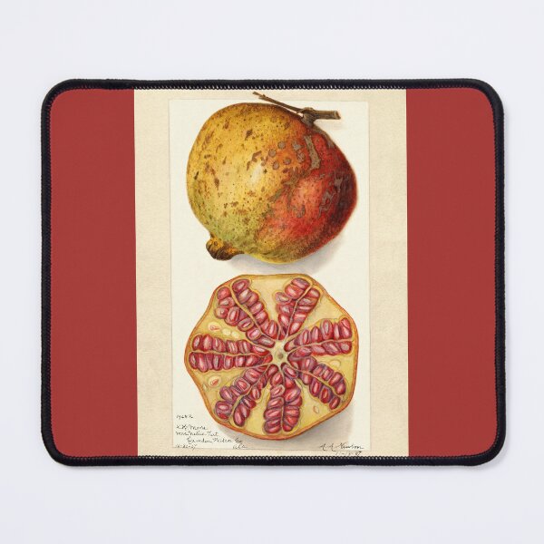 Artikelvorschau, Granatapfel – Botanische Vintage-Kunst von 1907 entworfen und verkauft von Glimmersmith.