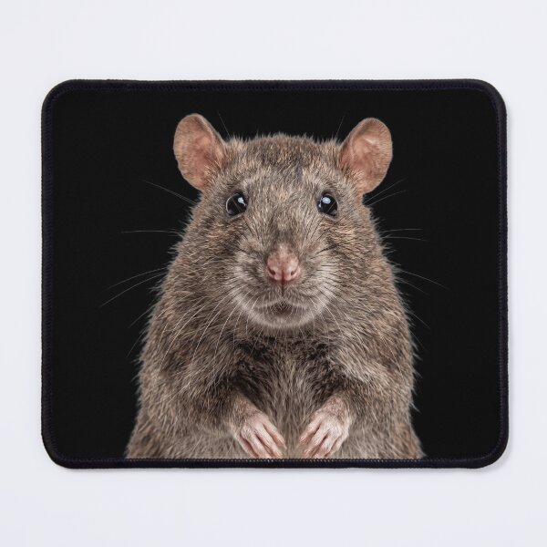 Item preview, Cute Baby Rat for Rat lovers designed and sold by RareLavender.