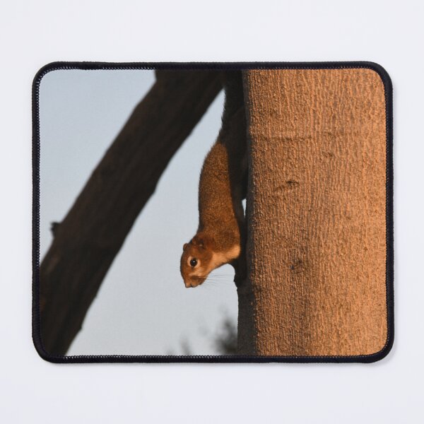 Item preview, Squirrel Up A Tree designed and sold by MKlens.