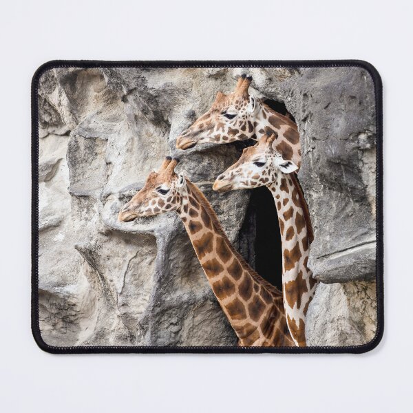Item preview, Trio of Giraffes designed and sold by Siene Browne.