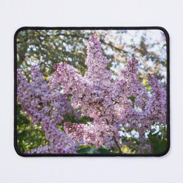 Item preview, Blooming Fragrant Lilac Bush in Sunlight designed and sold by Georgia Mizuleva.