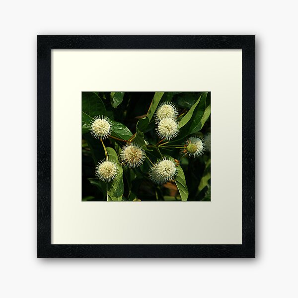 Mystery Berries Framed Art Print