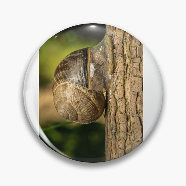 Item preview, Roman Snail on Tree Bark designed and sold by Rabee Khalil Photography.