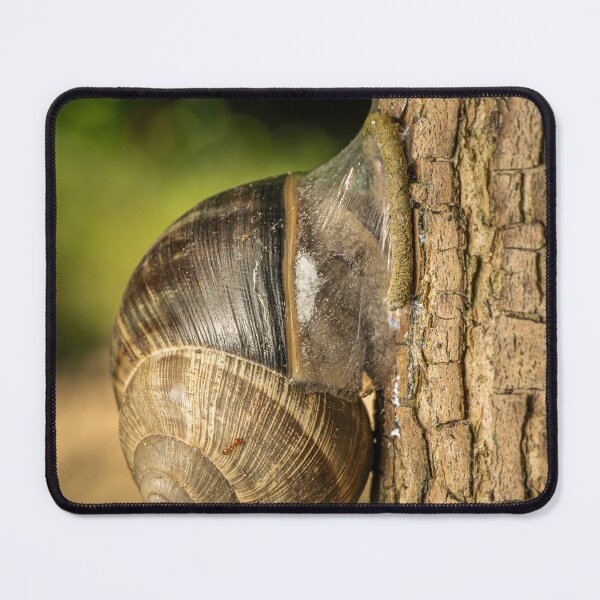 Item preview, Roman Snail on Tree Bark designed and sold by Rabee Khalil Photography.