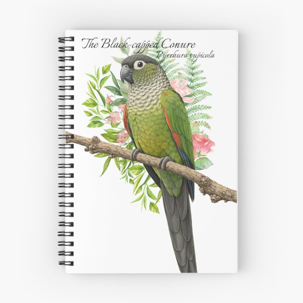 Artikelvorschau, Schwarzhaubensittich – Wissenschaftliche Illustration entworfen und verkauft von AvianDesign.