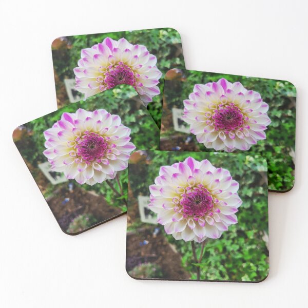 Item preview, White & Pink Dahlia  designed and sold by CreationsByMS20.