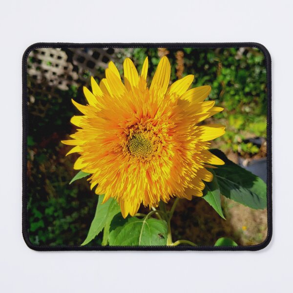 Item preview, Bright & Beautiful Sunflower designed and sold by CreationsByMS20.
