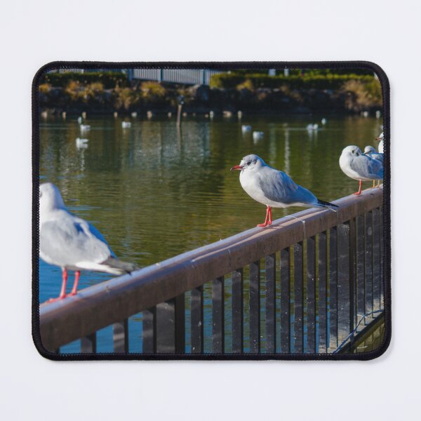 Item preview, Black-headed Gulls at Rengeji-ike Park, Japan designed and sold by Pix4Japan.