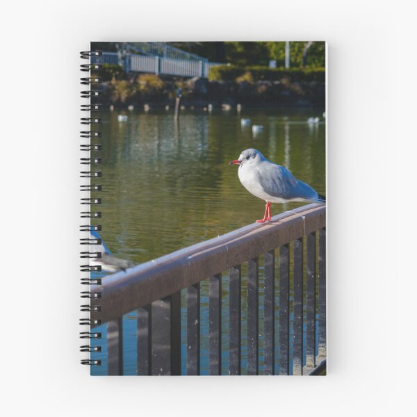 Item preview, Black-headed Gulls at Rengeji-ike Park, Japan designed and sold by Pix4Japan.