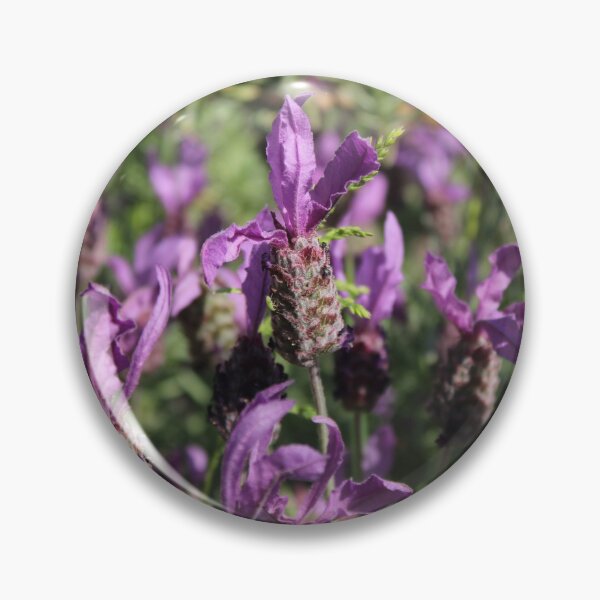Item preview, Wild Lavender Bloom - Soft nature photography designed and sold by Cha-s-lens.