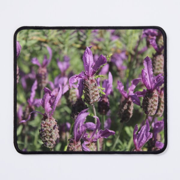 Item preview, Wild Lavender Bloom - Soft nature photography designed and sold by Cha-s-lens.