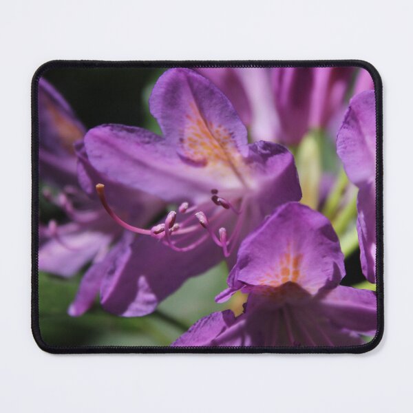 Item preview, Purple Rhododendron Macro - Soft nature photography designed and sold by Cha-s-lens.