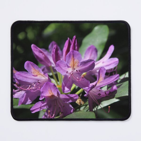 Item preview, Rhododendron in Full Bloom - Soft nature photography designed and sold by Cha-s-lens.