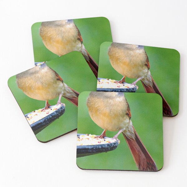 Item preview, Northern Cardinal Female on Bird Feeder designed and sold by AMacGPhilly.
