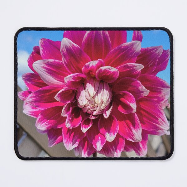 Item preview, Vivid Pink Dahlia designed and sold by CreationsByMS20.