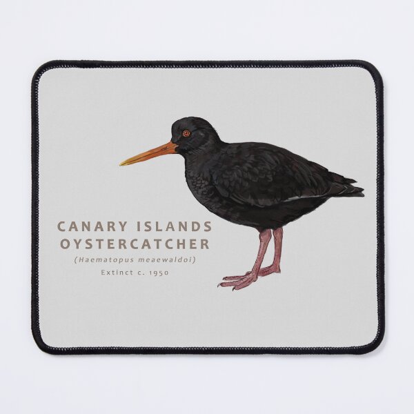 Item preview, Canary Islands Oystercatcher designed and sold by Haliaeetus.