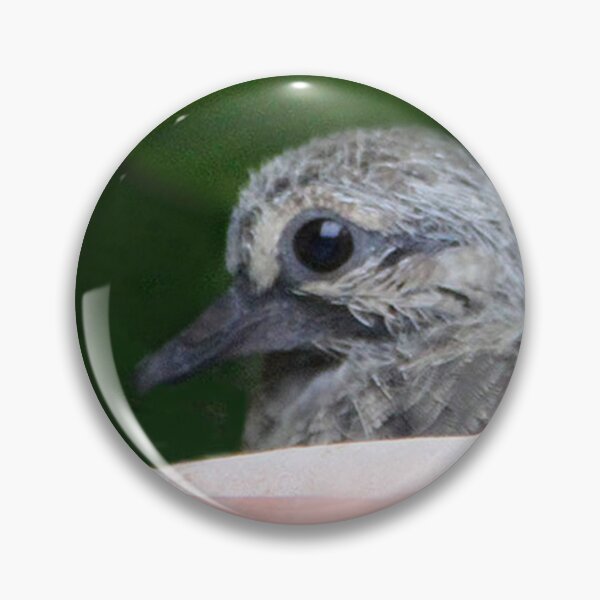 Item preview, Mourning Dove Babies designed and sold by heatherfriedman.