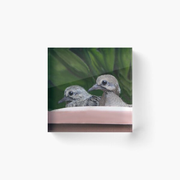 Item preview, Mourning Dove Babies designed and sold by heatherfriedman.