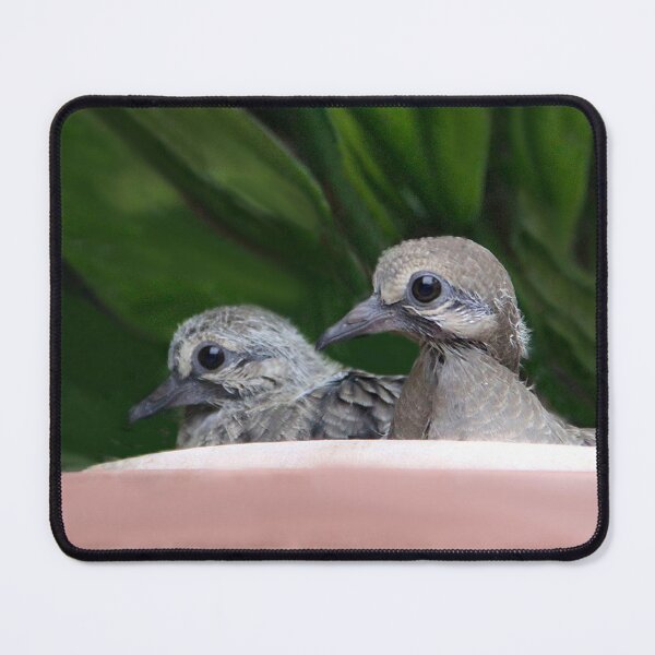 Item preview, Mourning Dove Babies designed and sold by heatherfriedman.