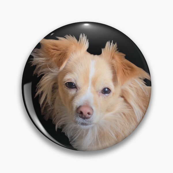 Item preview, Chihuahua esponjoso designed and sold by DesignEvolved.