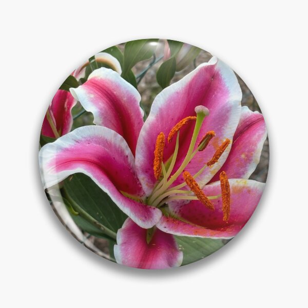 Item preview, Star Gazer Lilly designed and sold by Mulz08.