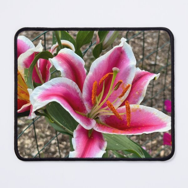 Item preview, Star Gazer Lilly designed and sold by Mulz08.
