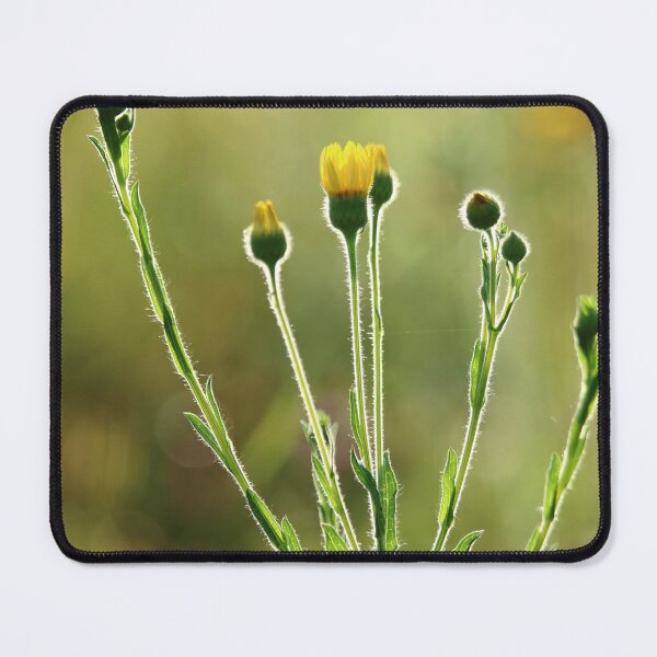 Item preview, Just Shine designed and sold by Olivia Plasencia.