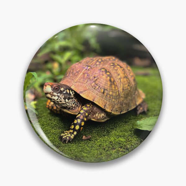 Item preview, Turtle photography  designed and sold by Wil2liam4 Designs.