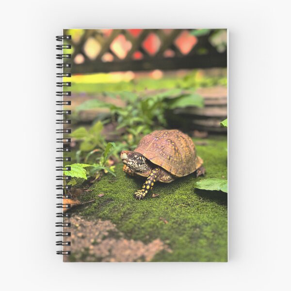 Item preview, Turtle photography  designed and sold by Wil2liam4 Designs.