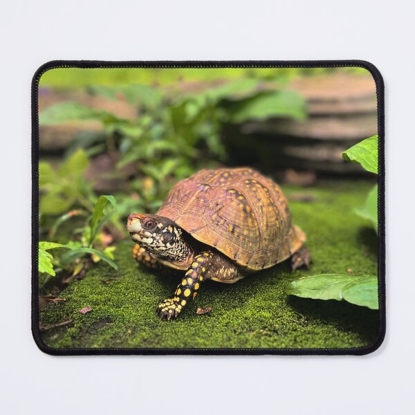Item preview, Turtle photography  designed and sold by Wil2liam4 Designs.