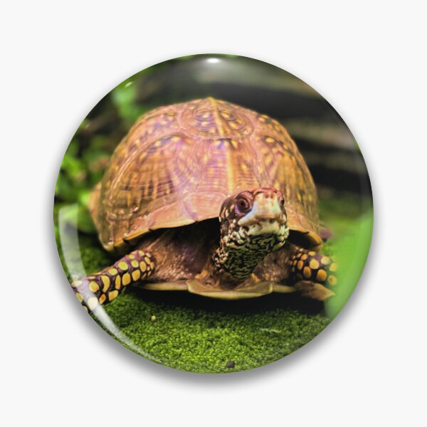 Item preview, Turtle photography 2 designed and sold by Wil2liam4 Designs.
