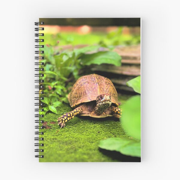 Item preview, Turtle photography 2 designed and sold by Wil2liam4 Designs.